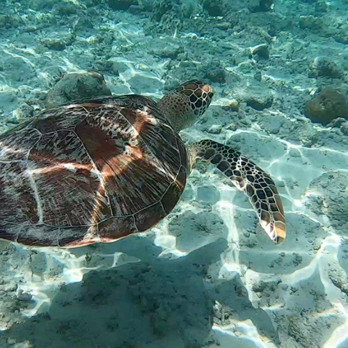 Turtles in Lombok and the Gili Islands