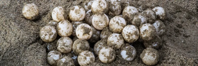 Sea Turtle Nesting Process | How Gili Island Turtles Lay and Hatch Their Eggs
