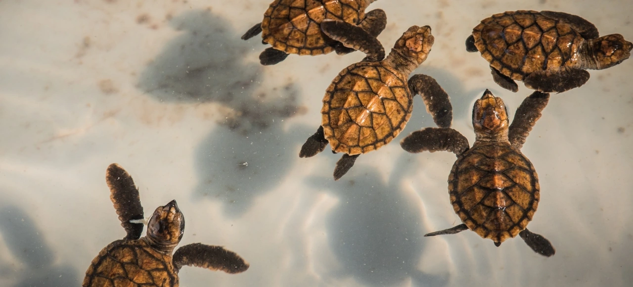 baby sea turtle swimming-gili
