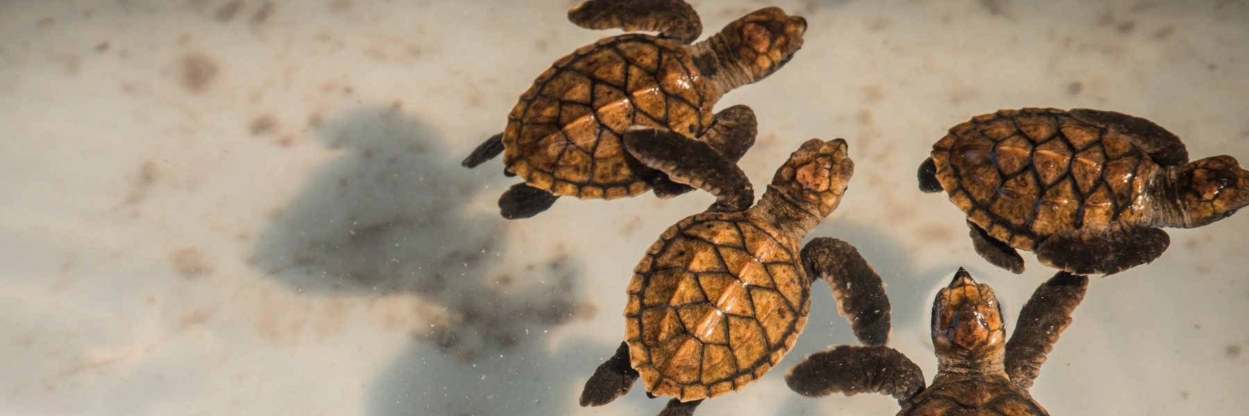 gili island baby turtle release