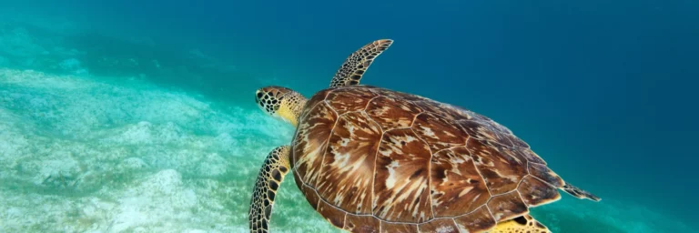Where’s the best place to Swim with Turtles?