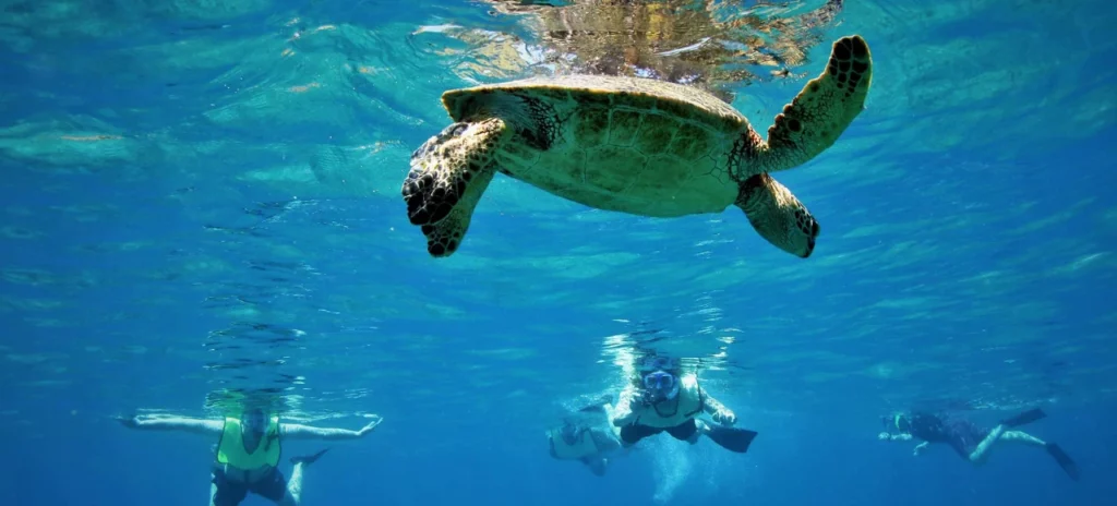 gili island and a group swimming with turtles