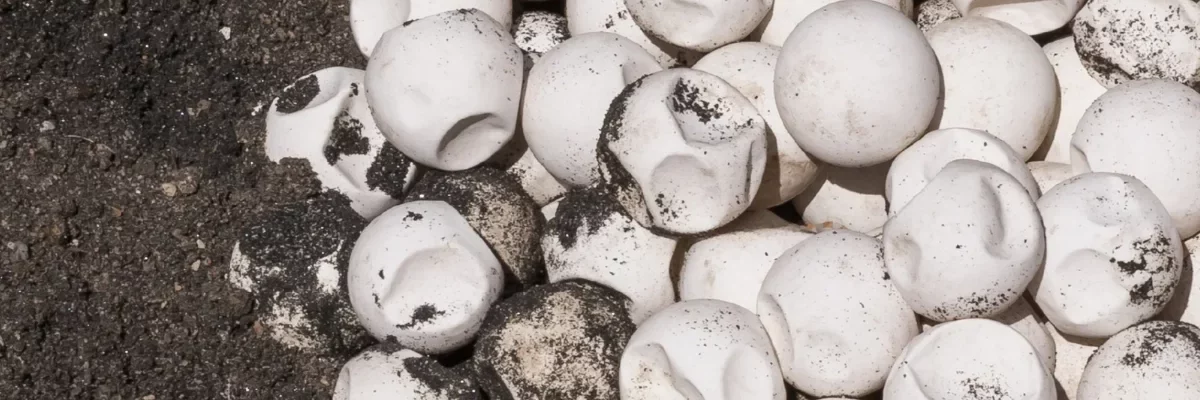 Turtle nest and Eggs on Lombok and the Gili Islands