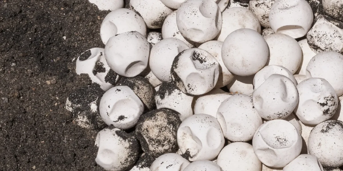 Turtle nest and Eggs on Lombok and the Gili Islands