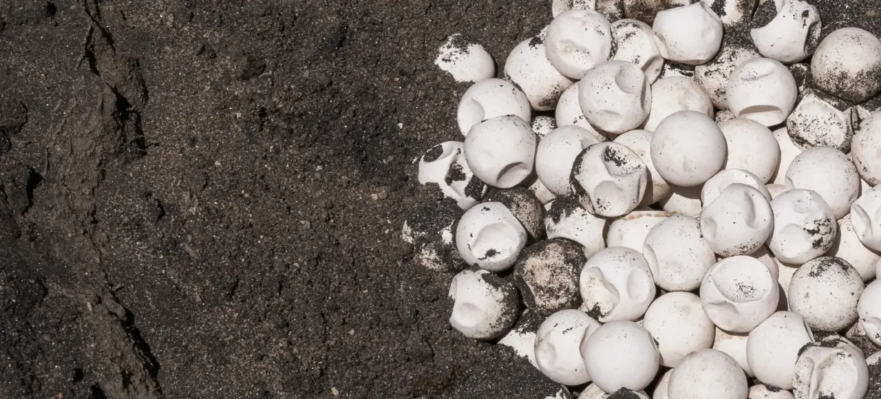 Turtle Eggs and Conservation in Lombok and Gili