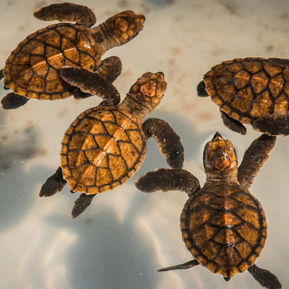Turtles at the Gili Islands, baby turtles in the sand