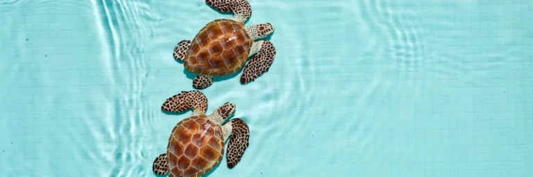 Gili Islands Turtle Conservation | Everything You Need to Know About Sea Turtles