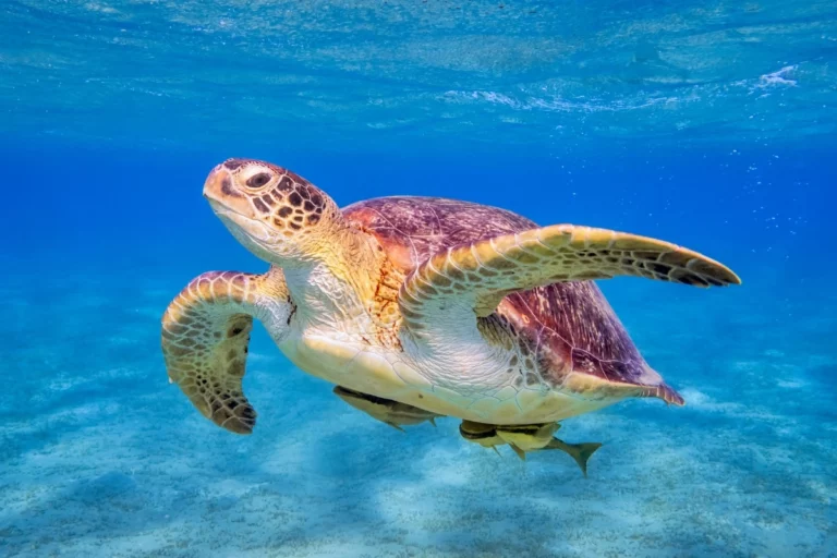 Sea Turtle Species of Lombok & the Gili Islands, Explained
