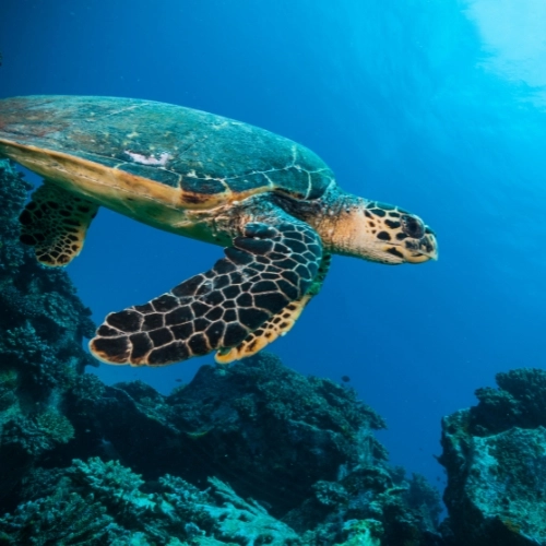 gili bright surface water with turtle