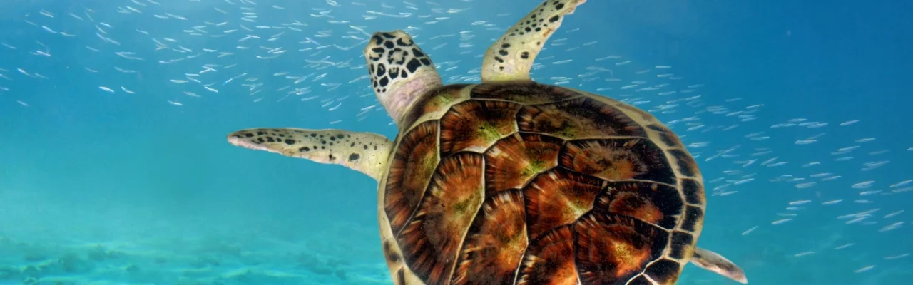 Gili Island Turtle Hatchery, Sanctuary and Swimming with Turtles