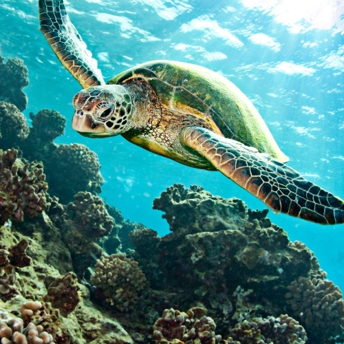 gili coral reef with turtle swimming