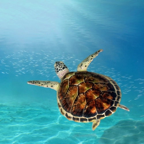 bright gili sea with turtle