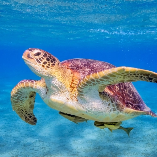gili turtle in the sea
