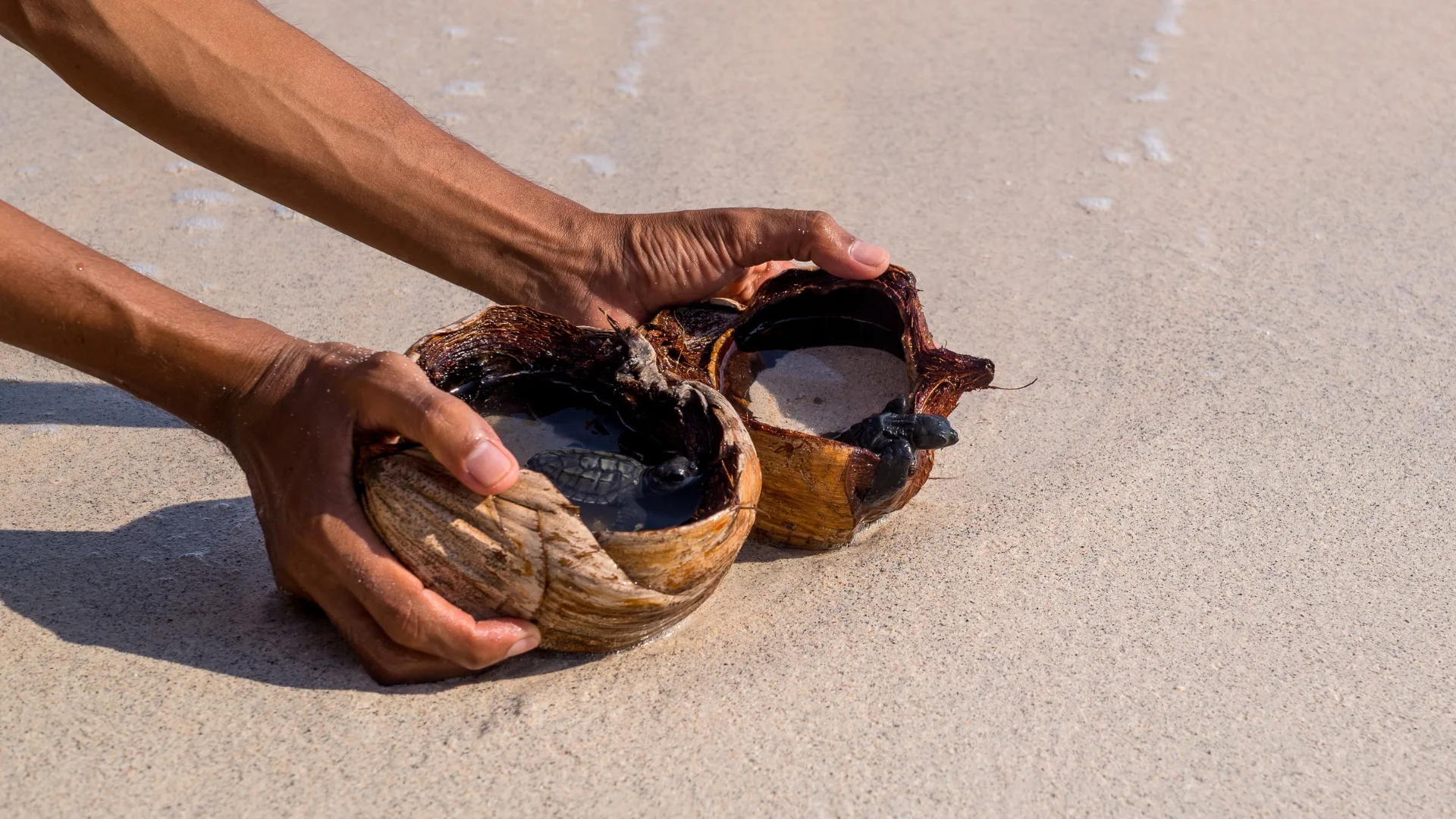 Release a Baby Turtle